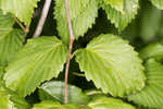 Arrow-wood viburnum